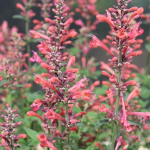 KUDOS™ CORAL HYSSOP