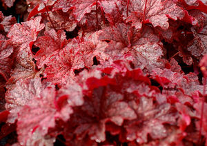 CAJUN FIRE CORAL BELLS