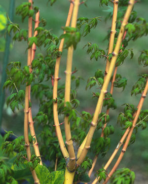 BIHOU UPRIGHT JAPANESE MAPLE