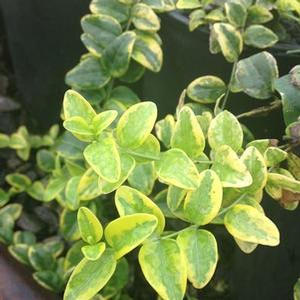 SILVER AND GOLD VINCA