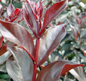 PLUM MAGIC CRAPEMYRTLE