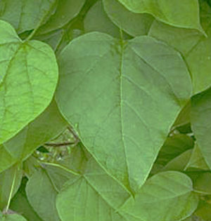 CATALPA