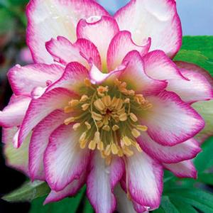 ROSE QUARTZ WINTER JEWELS™ LENTEN ROSE