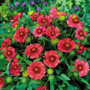 ARIZONA RED SHADES BLANKET FLOWER