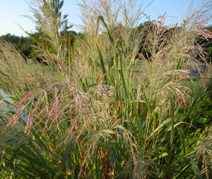 DALLAS BLUES SWITCH GRASS