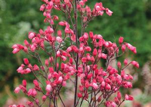 GLITTER CORAL BELLS