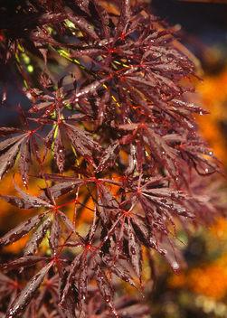 SHERWOOD ELFIN DWARF WEEPING JAPANESE MAPLE