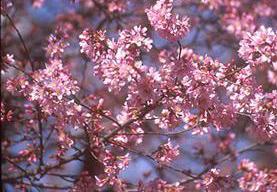 OKAME FLOWERING CHERRY