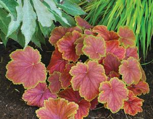 DELTA DAWN CORAL BELLS