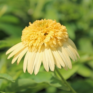 METEOR™ YELLOW CONEFLOWER