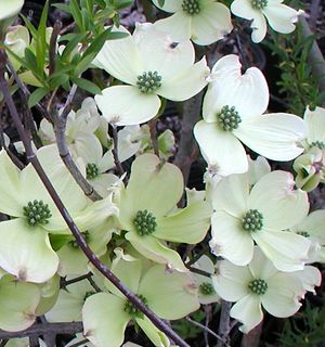 CHEROKEE PRINCESS® DOGWOOD