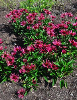 BURGUNDY FIREWORKS CONEFLOWER