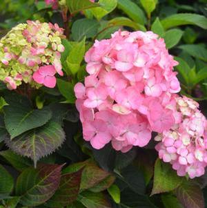 AFTER MIDNIGHT HYDRANGEA