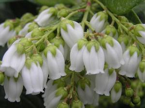 SOUTHERN LADY® PIERIS
