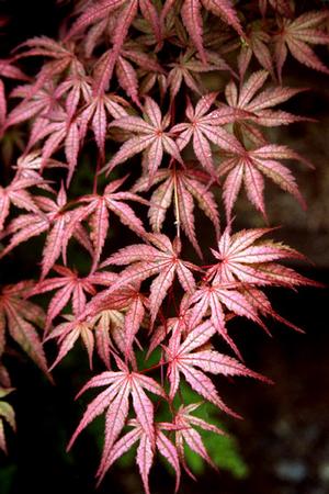 OLSEN'S FROSTED STRAWBERRY UPRIGHT JAPANESE MAPLE