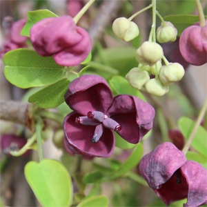 CHOCOLATE VINE