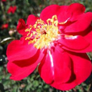 MARTHA GONZALES ANTIQUE ROSE