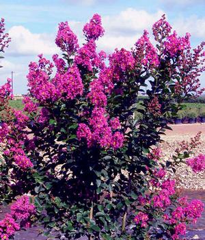 BRADBERRY WINE™ CRAPEMYRTLE