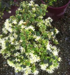 JADE CONFETTI™ LOROPETALUM