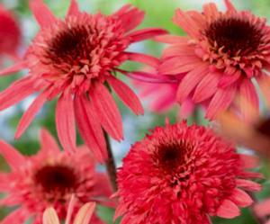 RASPBERRY TRUFFLE™ CONEFLOWER