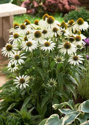 AVALANCHE CONEFLOWER