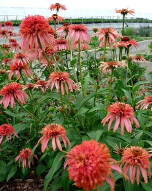 GUAVA ICE™ CONEFLOWER