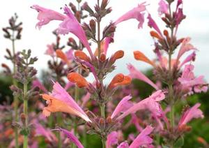 KUDOS™ AMBROSIA HYSSOP