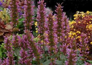VIOLET VISION HYSSOP
