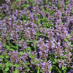 KUDOS™ SILVER BLUE HYSSOP