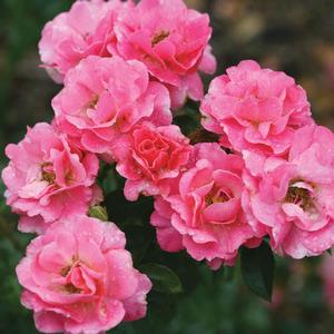 LIVIN' LA VIDA® ROSE