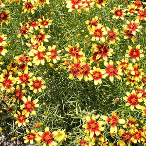 BENGAL TIGER TICKSEED