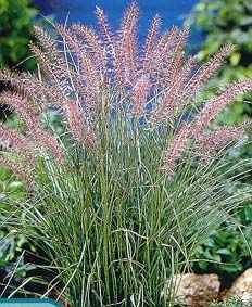KARLEY ROSE FOUNTAIN GRASS