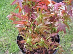ARATAMA UPRIGHT JAPANESE MAPLE