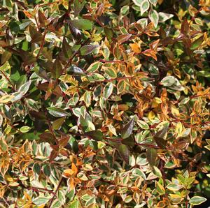TWIST OF ORANGE™ ABELIA