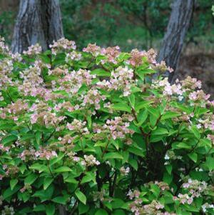 PEARLS 'N PINK™ HYDRANGEA
