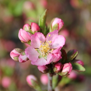 SWEET PINK™ BUSH CHERRY