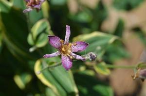 SUNNY SPIRIT™ TRICYRTIS