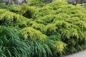 GOLD COAST® JUNIPER