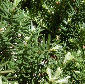 BROWN'S YEW