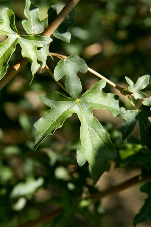 JADE PATINA™ HEDGE MAPLE