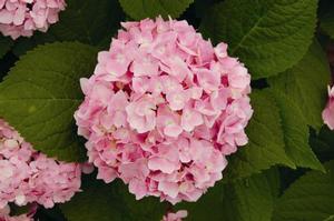 MINI PENNY™ ROYAL MAJESTICS® HYDRANGEA