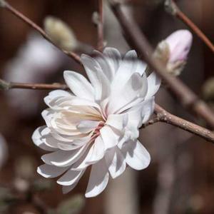 CENTENNIAL BLUSH™ STAR MAGNOLIA