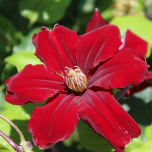 REBECCA™ CLEMATIS