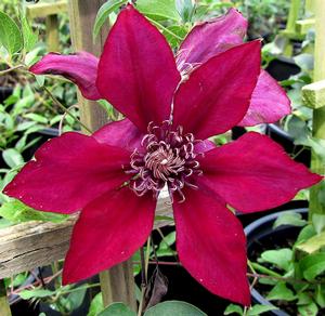 PICARDY™ CLEMATIS