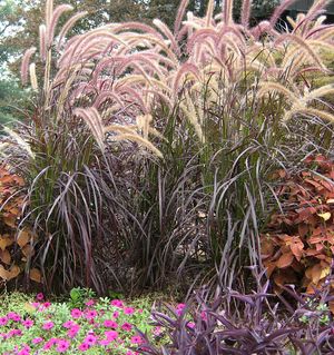 PURPLE FOUNTAIN GRASS