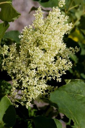 SNOWDANCE™ JAPANESE TREE LILAC