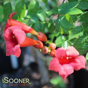 ATOMIC RED™ TRUMPET VINE