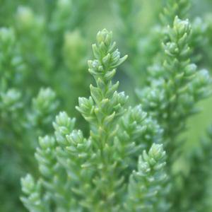 CHAPEL VIEW™ JAPANESE CEDAR