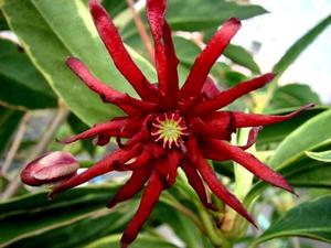 PINK FROST FLORIDA ANISE TREE