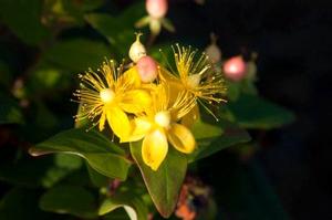 BEAUTY™ ST. JOHN'S WORT